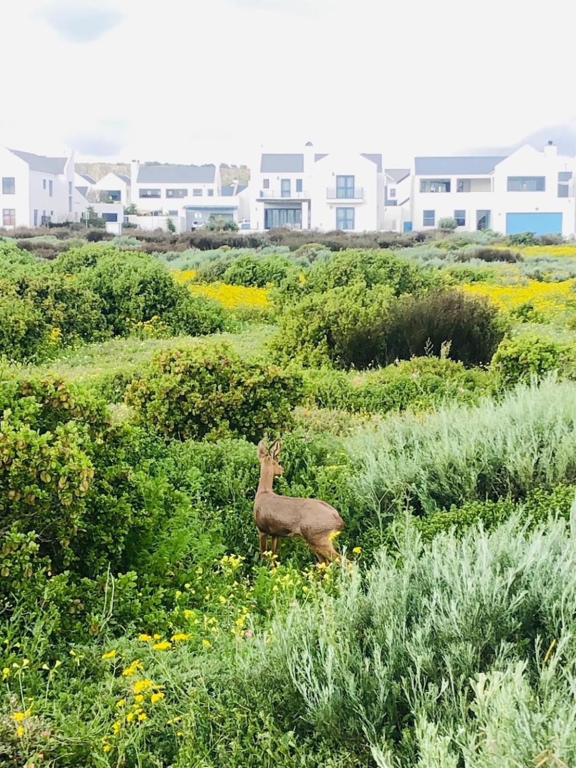 Clam Lagoon Langebaan Exterior photo